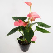 アンスリウム ロイヤルピンクチャンピオン 【観葉植物 4号／1個売り】|観葉植物