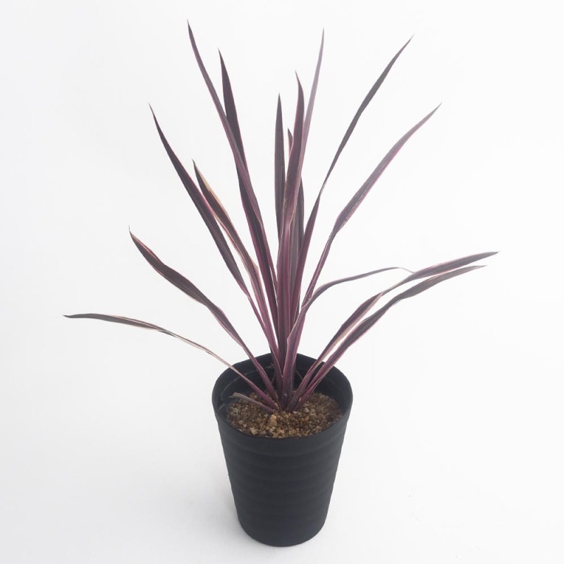 ユーフォルビア オベサ 【多肉植物 4号／1個売り】｜ 【植物の