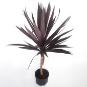 コルディリネ パープルタワー 【観葉植物 8号／1個売り】|観葉植物
