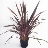ニューサイラン(入才蘭) ピンクストライプ 【観葉植物 7号／1個売り】|観葉植物
