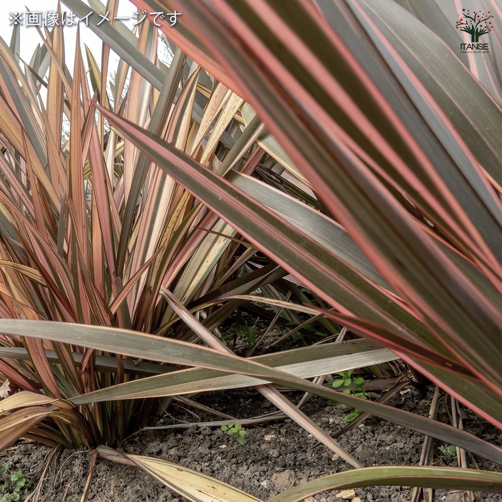 現物「ニューサイラン・ピンクストライプ」７号　Phormium 現物「ニューサイラン・ピンクストライプ」7号Phormium