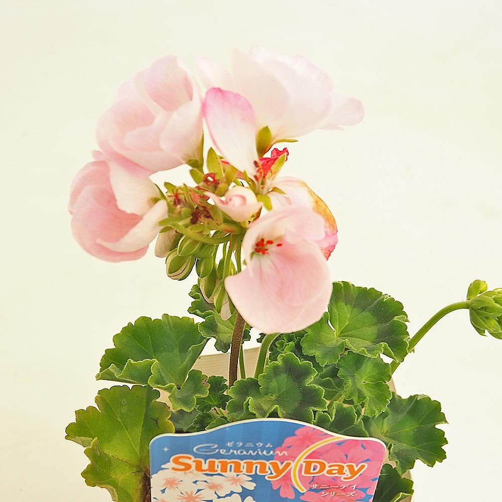 ゼラニウム サニーデイシリーズ ホリー 【ハーブの苗 3.5号】
