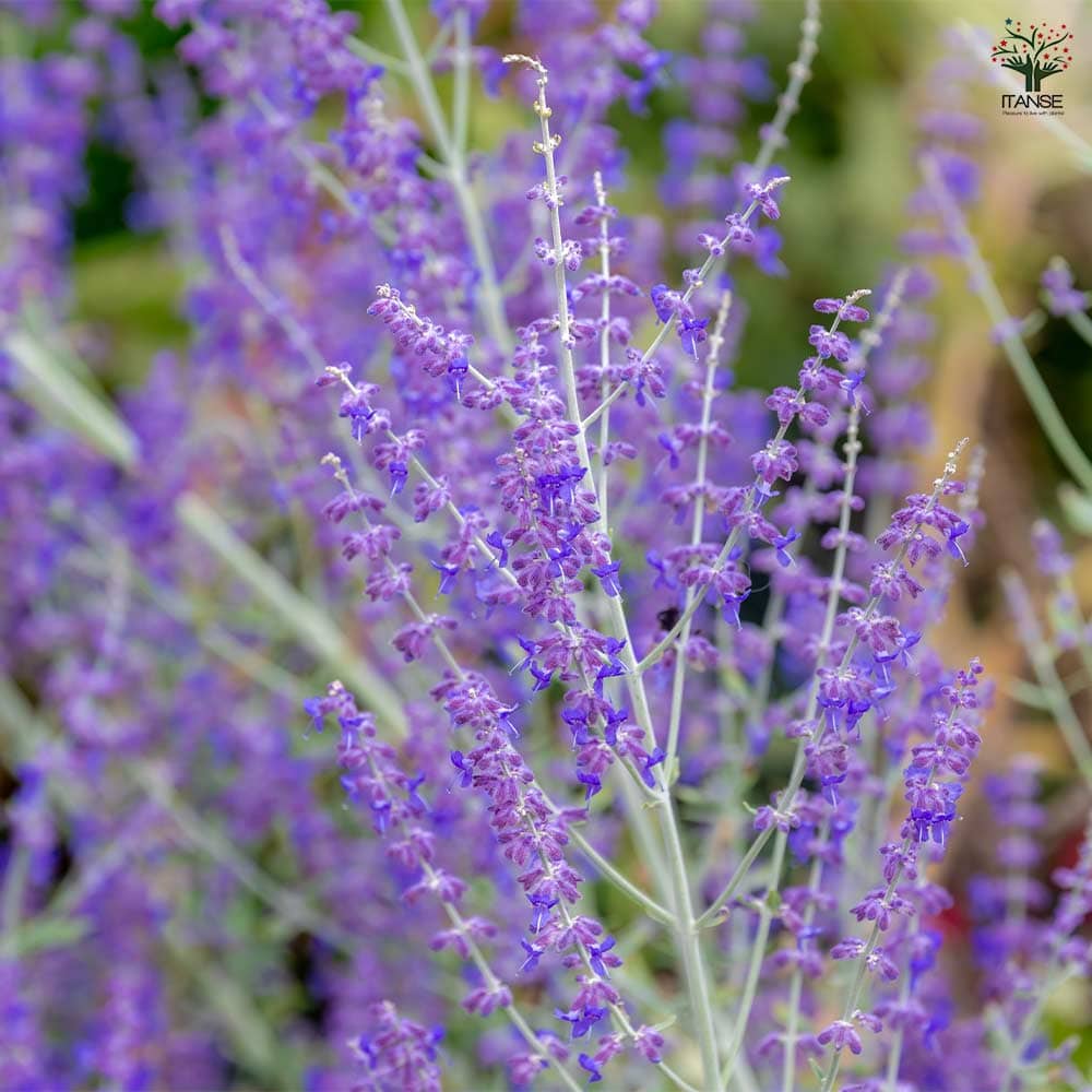 ロシアンセージ リトルスパイヤー 【ハーブの苗 3.5号】