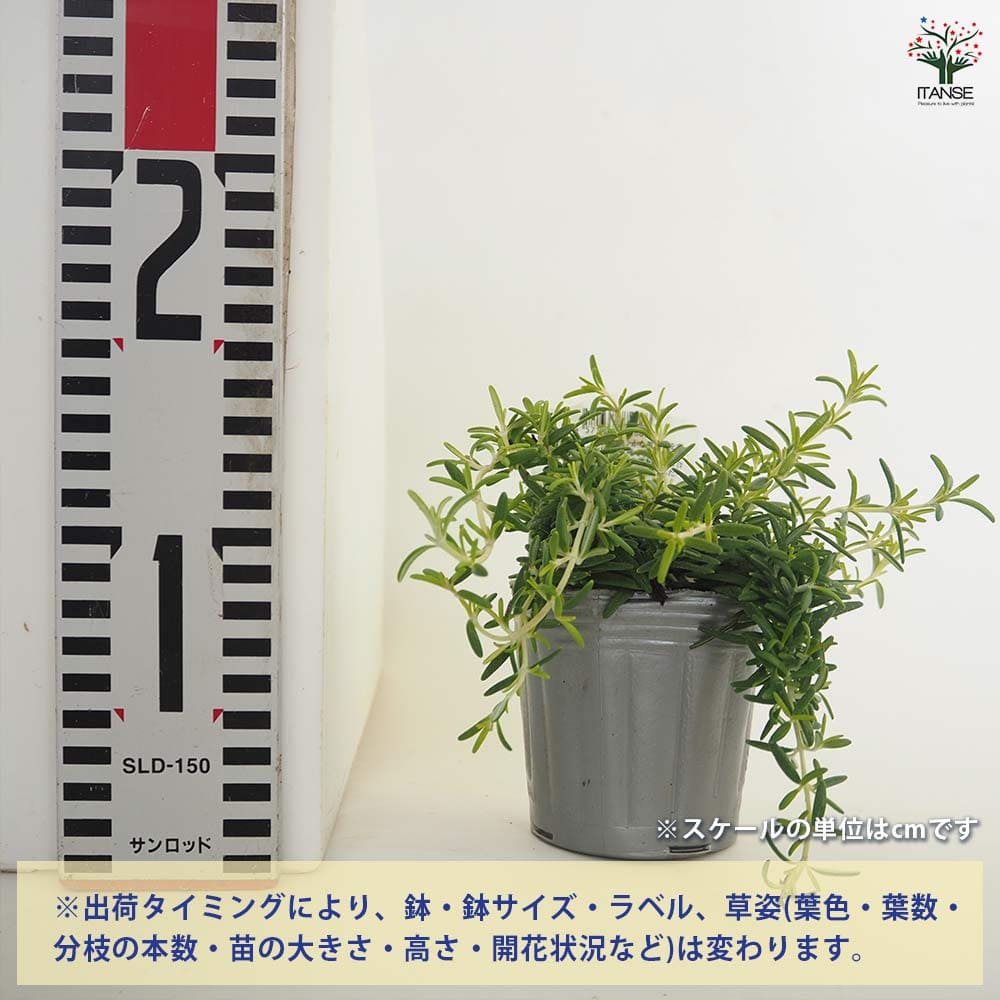 15苗セット大苗　マーブル錦 四季咲きヤマボウシ 約1.5m 現品発送 植木 苗木 大苗 希少品種の山法師