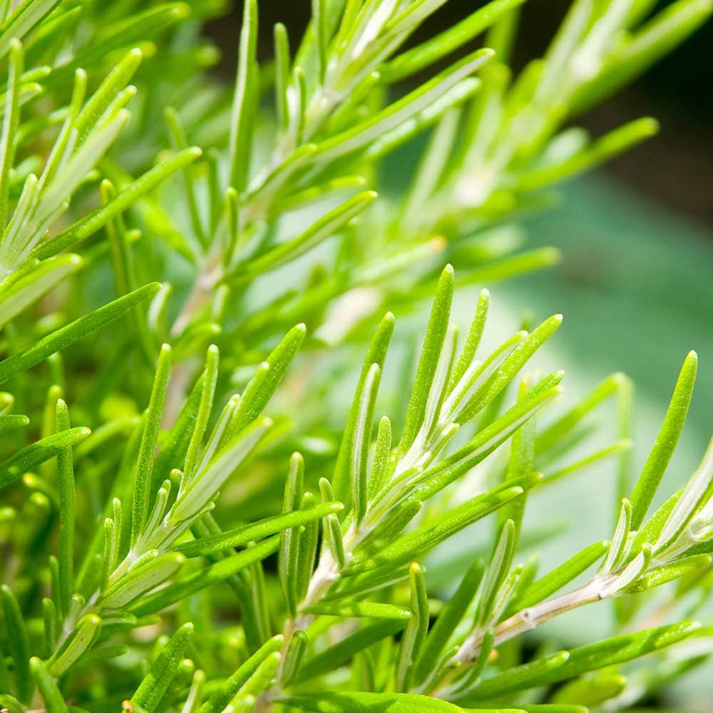 ローズマリー ウィルマスゴールド 【ハーブの苗 3号】