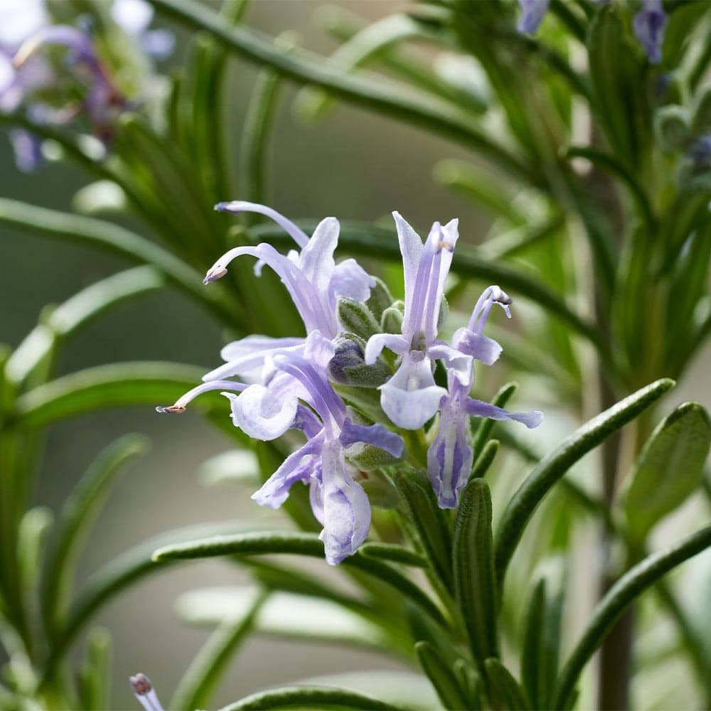 ローズマリー プロストラータス 【ハーブの苗 5号】