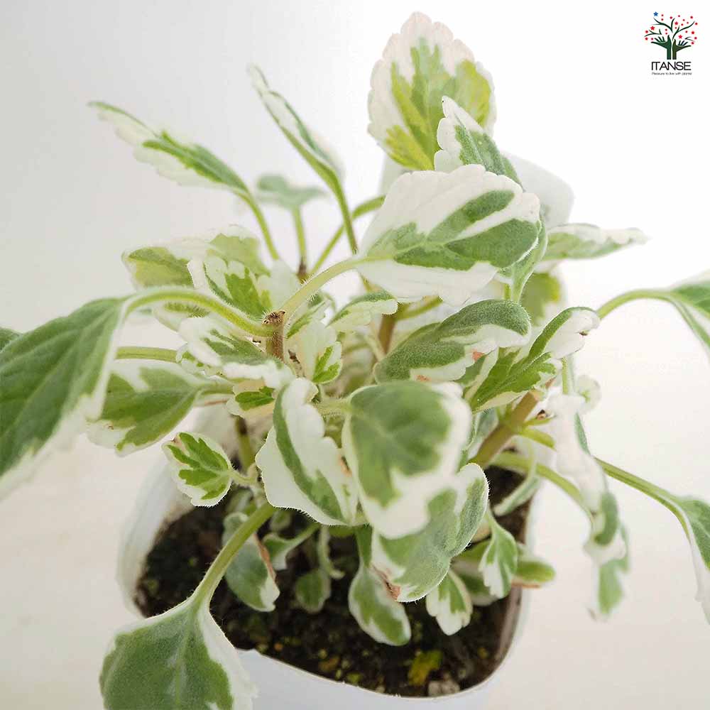 アロマティカス 斑入り 【ハーブの苗 3号】｜ 【植物のITANSE