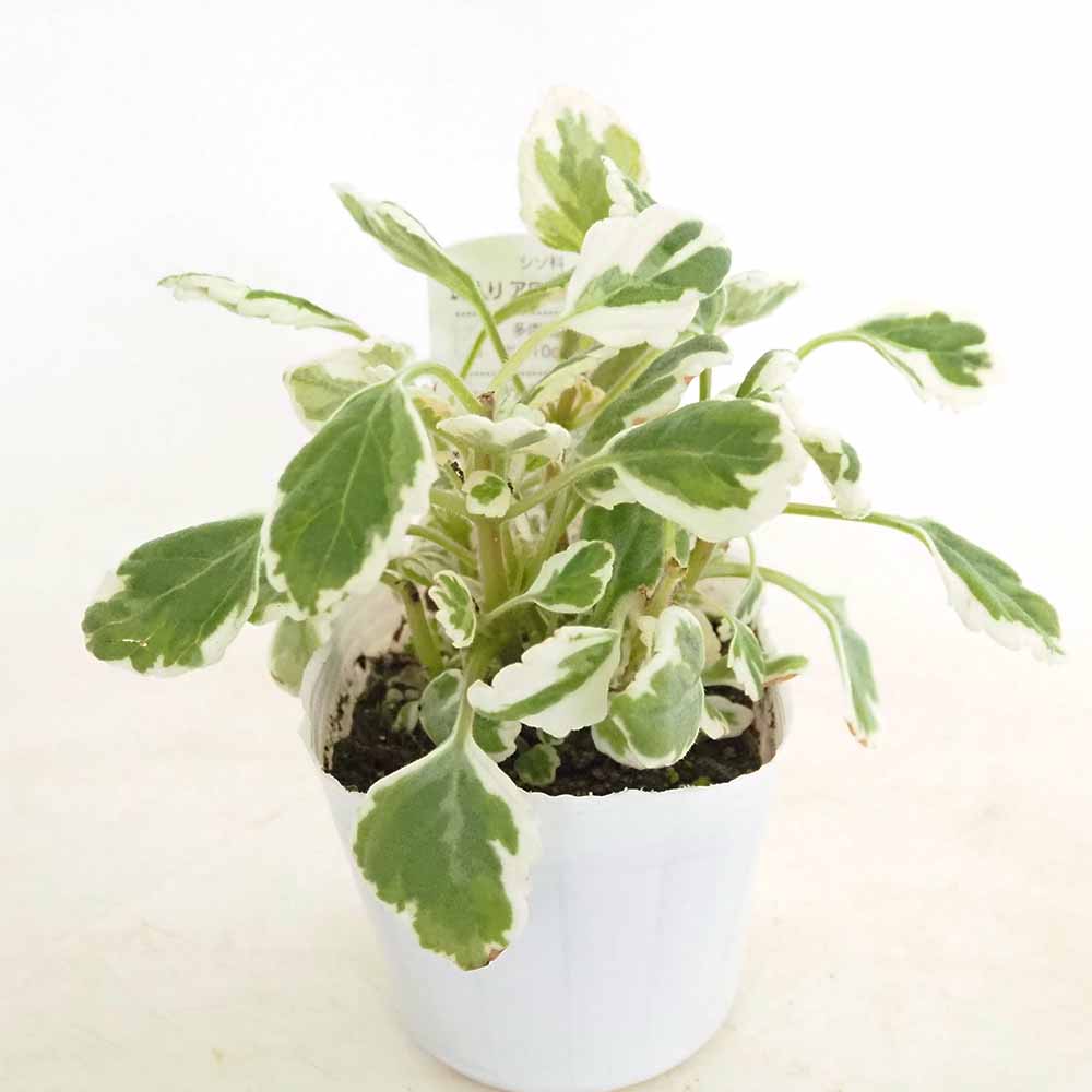 アロマティカス 斑入り 【ハーブの苗 3号】