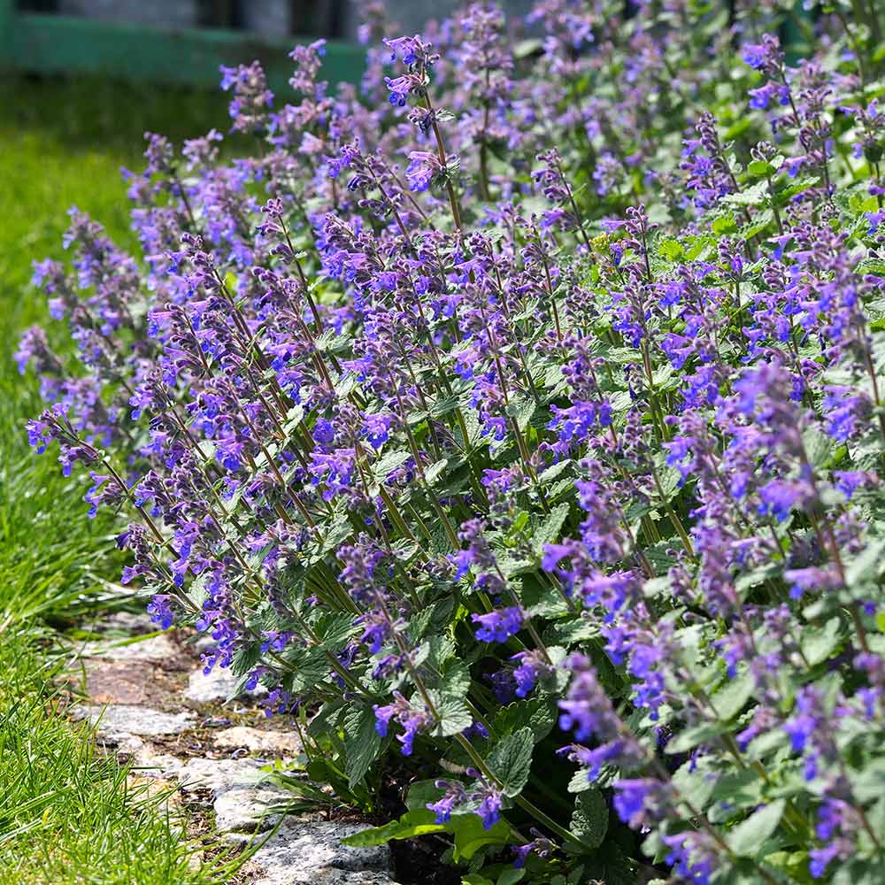 キャットミント ジュニアウォーカー 【ハーブの苗 3.5号】