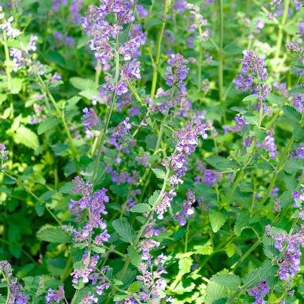 キャットミント ライムライト 【ハーブの苗 3.5号】