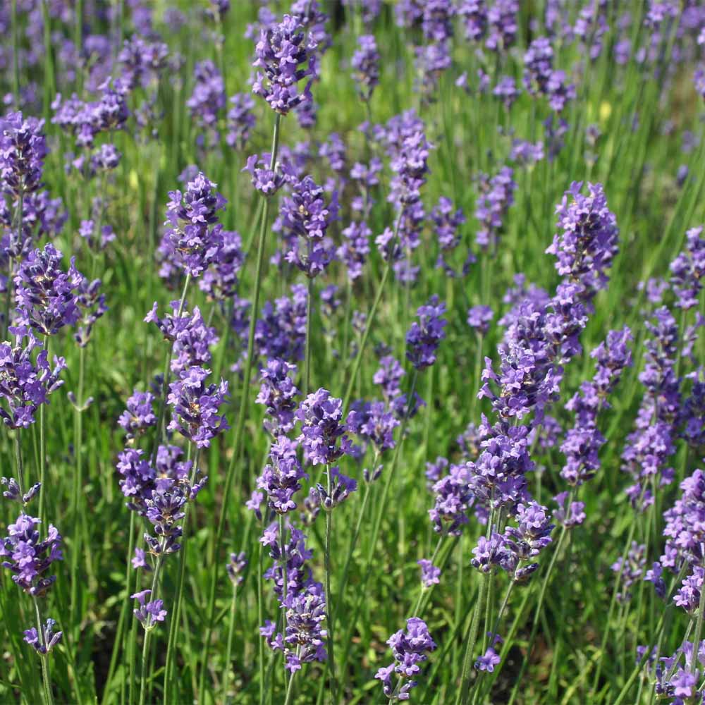 ラベンダー アヴィニョン アーリーブルー 【ハーブの苗 4号】