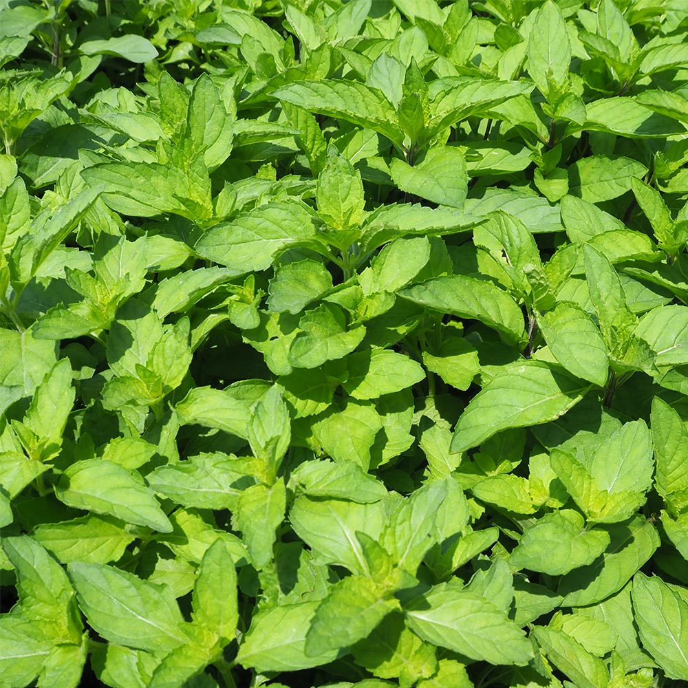 和ハッカ　抜き苗 3本　匿名配送 和ハッカ 抜き苗 3本 匿名配送