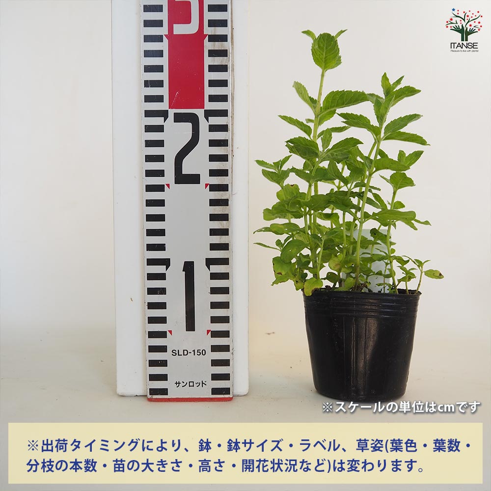 パープルボンボン カット苗 多肉植物 宅急便発送 59 写真のセットを