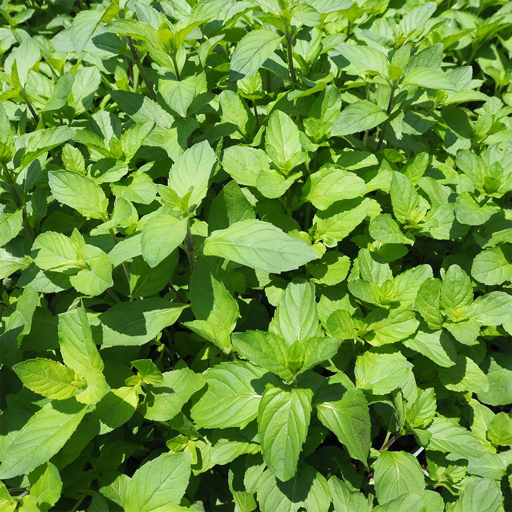 ニホンハッカ りょくび 【ハーブの苗 3号】