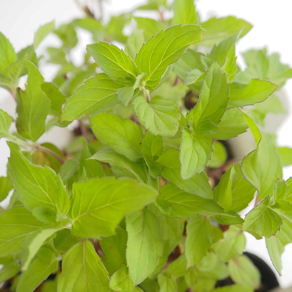 ニホンハッカ ほうよう 【ハーブの苗 3号】