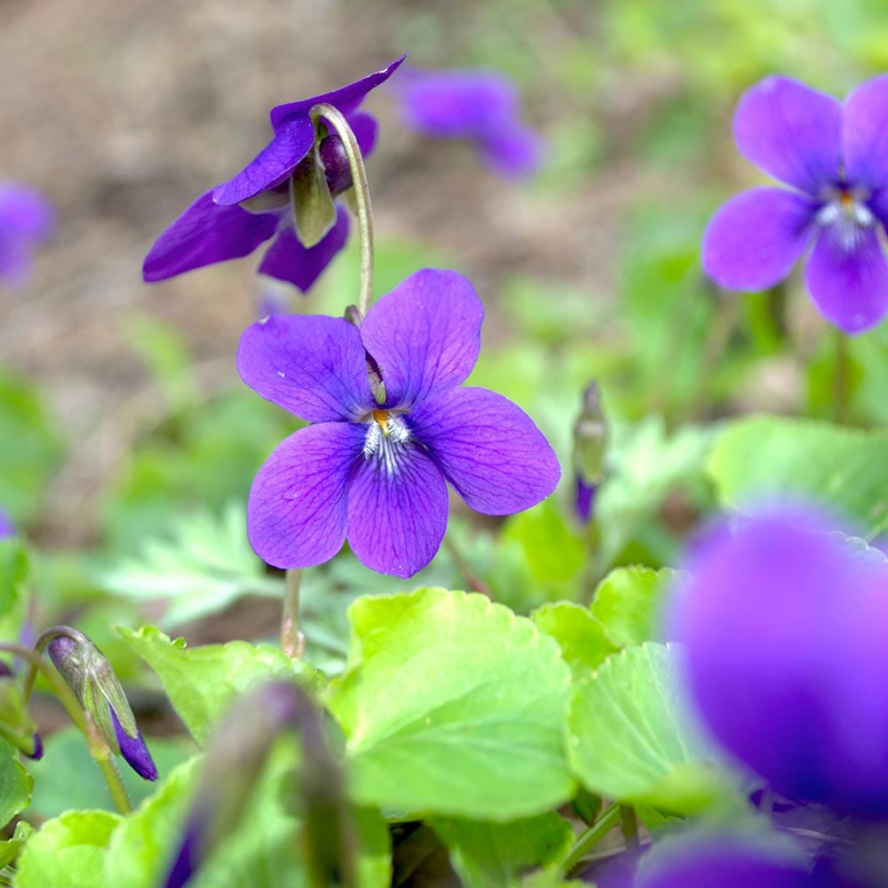 スイートバイオレット 【ハーブの苗 3号】