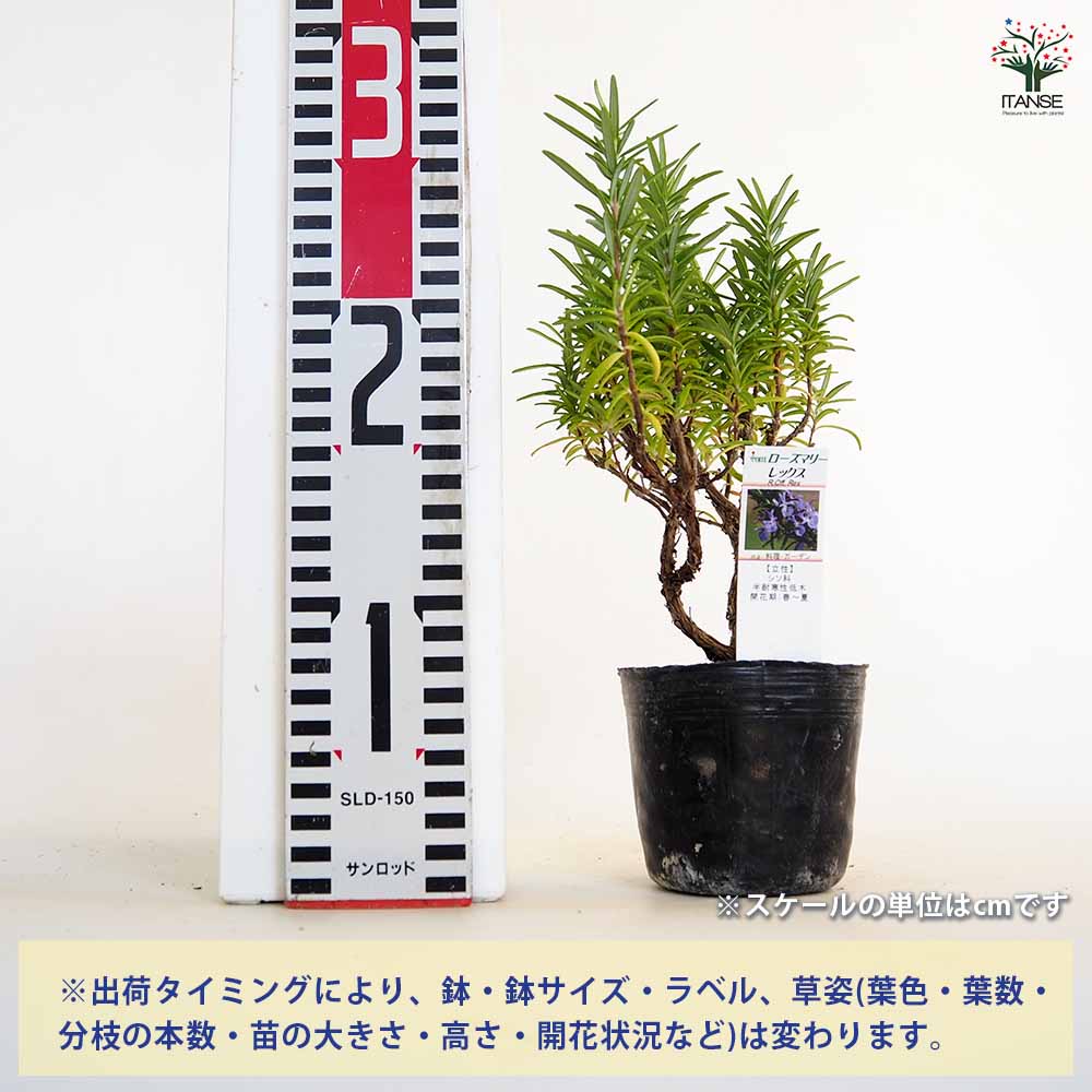ローズマリー レックス 【ハーブの苗 3号】｜ 【植物の
