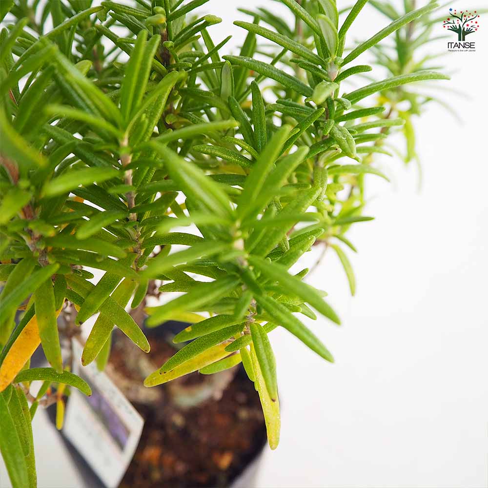 ローズマリー レックス 【ハーブの苗 3号】｜ 【植物のITANSE