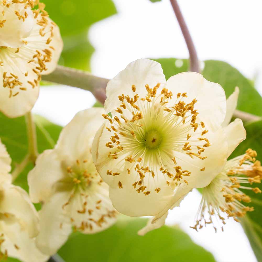 キウイの苗木 トムリ(オス木) 【果樹の苗木 4～5号／1個売り】