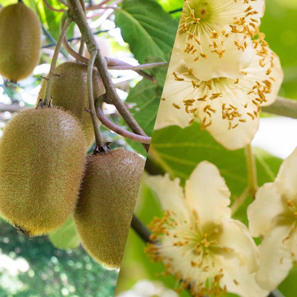 キウイの苗木 トムリ・ヘイワード 【果樹の苗木 4～5号／各1個セット(計2個)】