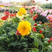 ゲウム ゴールドボール 【花苗 3.5号】|花苗