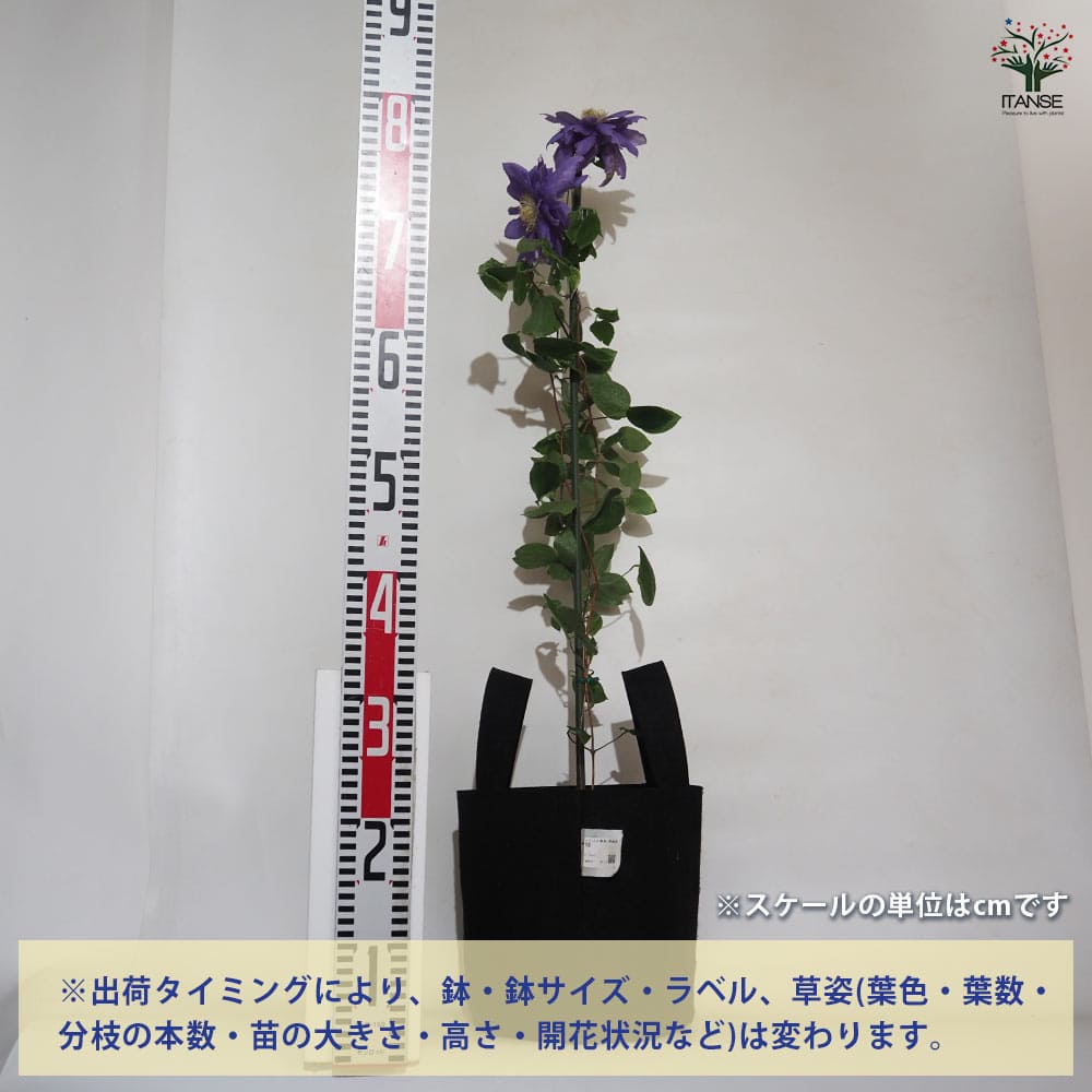 クレマチス 双雲 フェルトポット 【花苗 ／1個売り】｜ 【植物の