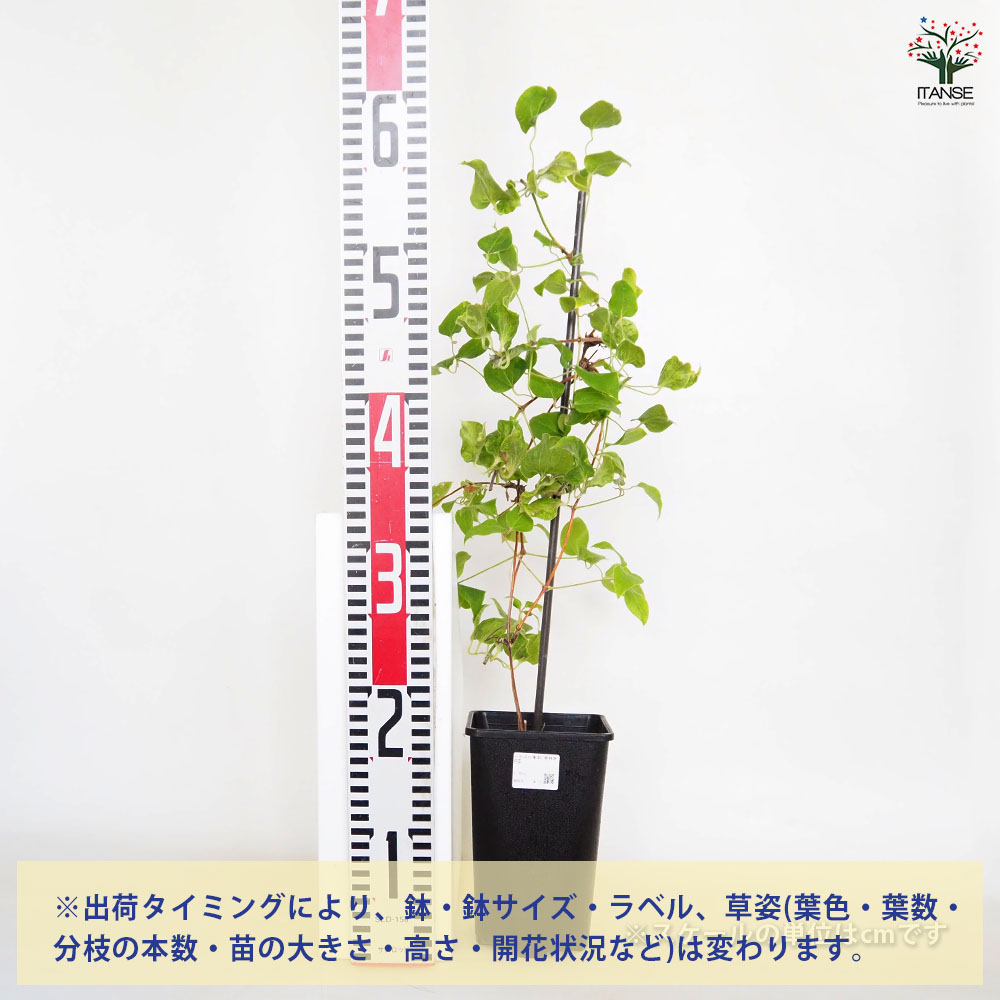 クレマチス 円空 【花苗 4.5号／1個売り】｜ 【植物のITANSE
