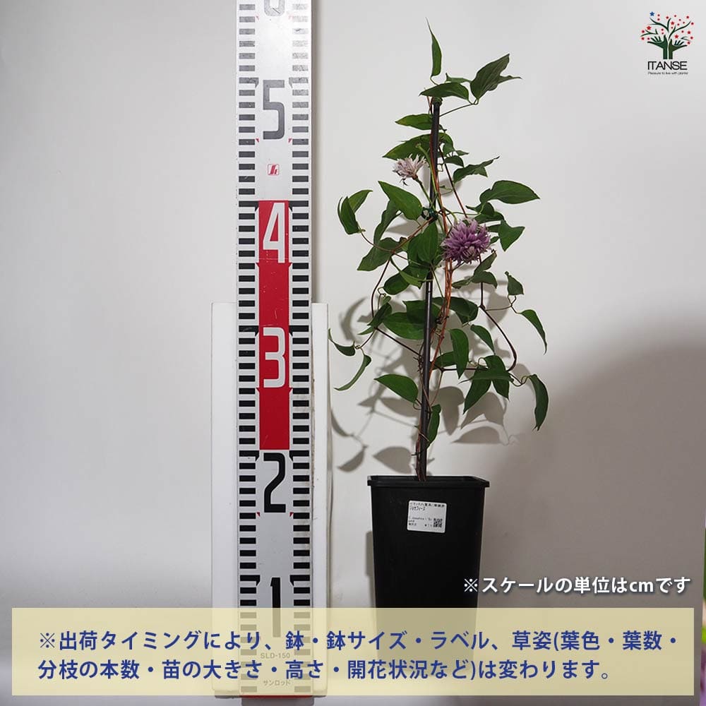 クレマチス ジョセフィーヌ 【花苗 4.5号／1個売り】｜ 【植物の