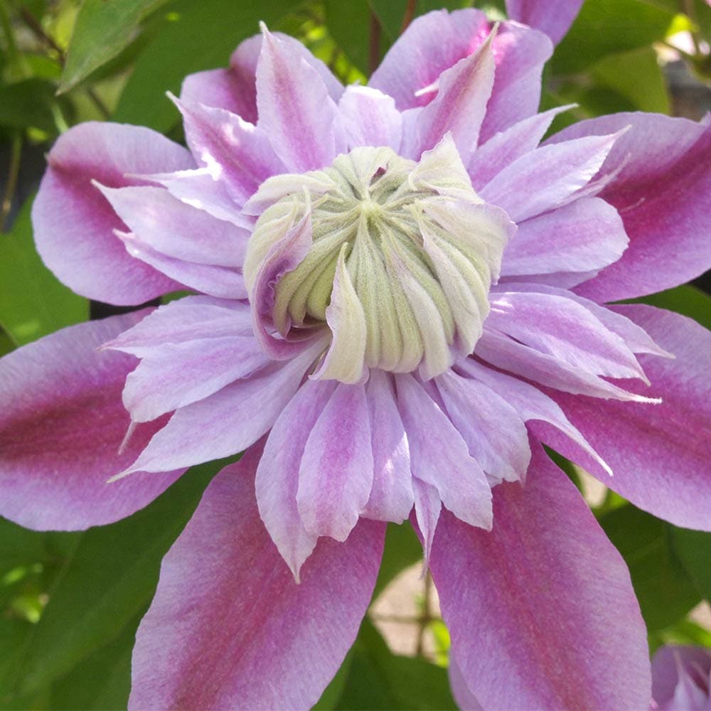 クレマチス ジョセフィーヌ 【花苗 4.5号／1個売り】｜ 【植物の