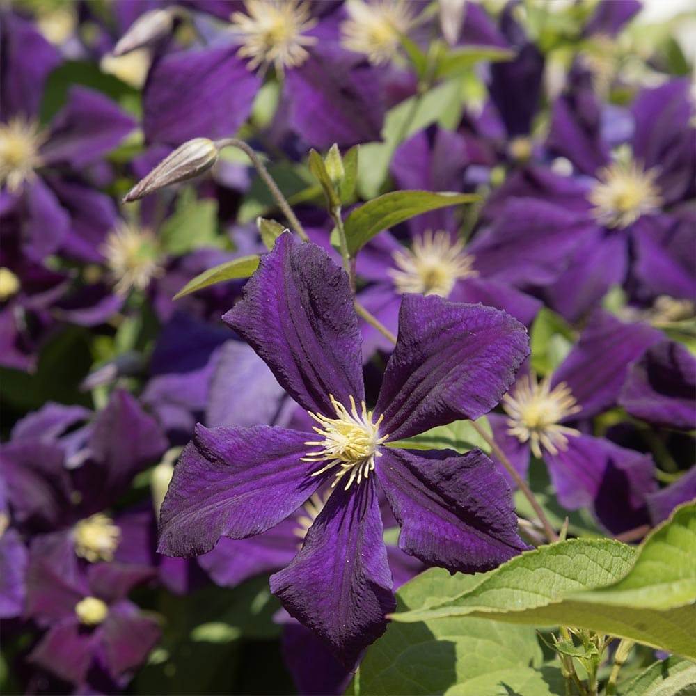 クレマチス エトワール バイオレット 【花苗 4.5号／1個売り