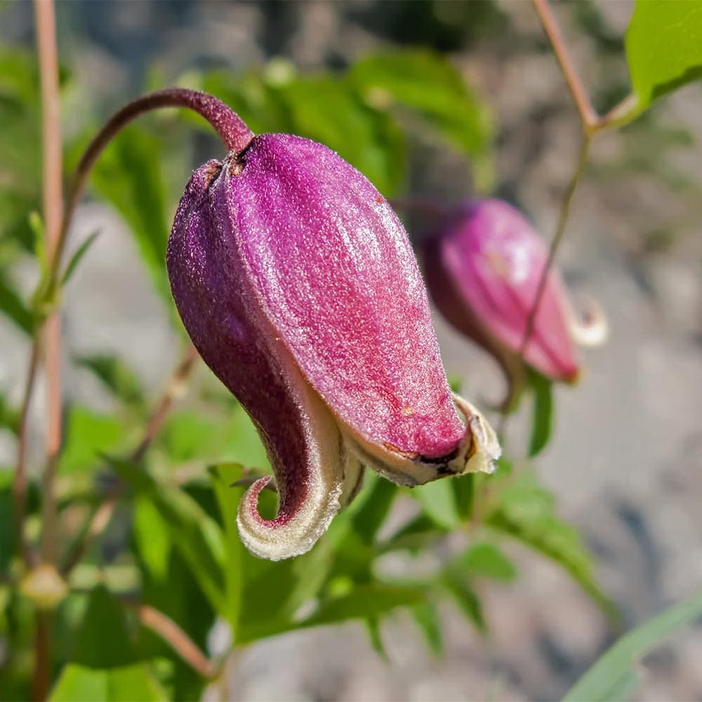 クレマチス の苗3苗セット クレマチス：パルセット3.5号ロングポット