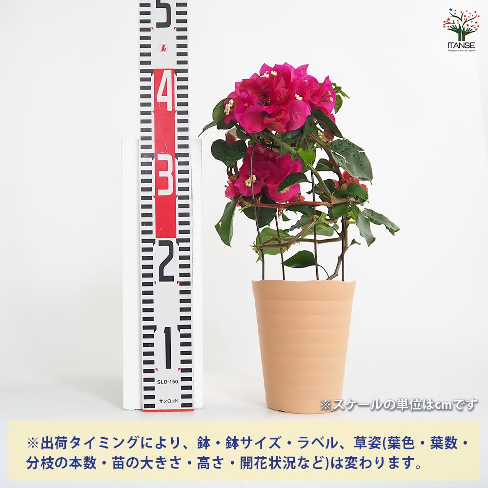 ブーゲンビリア サンルージュ 【花苗 4.5号／1個売り】｜ 【植物の
