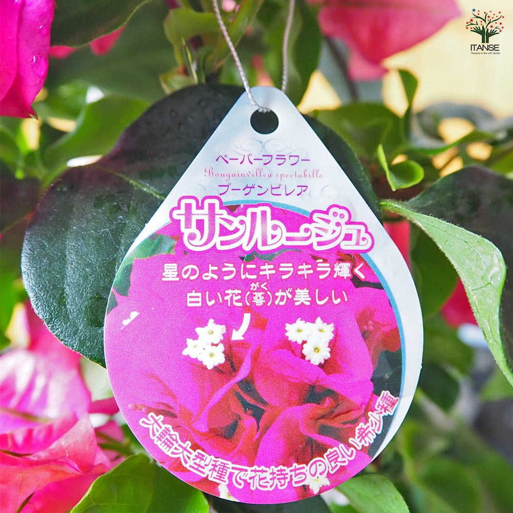 ブーゲンビリア サンルージュ 【花苗 4.5号／1個売り】｜ 【植物の