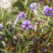 紫宝華 【花苗 4.5号／1個売り】|花苗