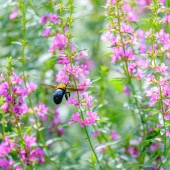 ミソハギ 【花苗 3.5号】|花苗