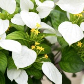 コンロンカ 白花 【花苗 3.5号】|花苗