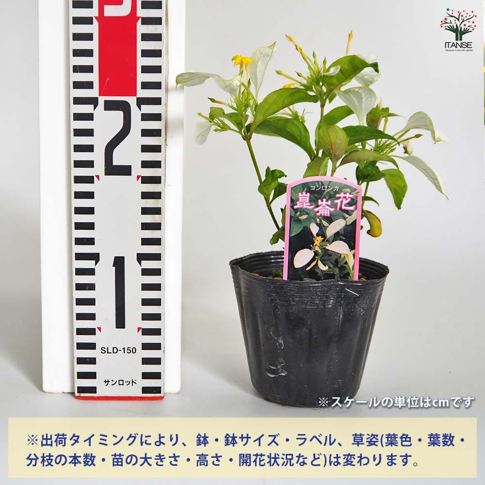 コンロンカ 白花 【花苗 3.5号】｜ 【植物のITANSE】全品送料