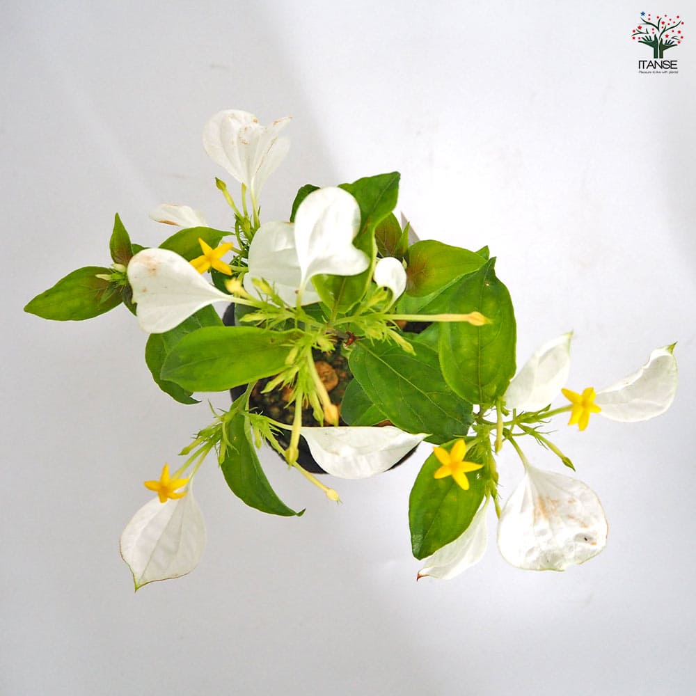 コンロンカ 白花 【花苗 3.5号】｜ 【植物のITANSE】全品送料