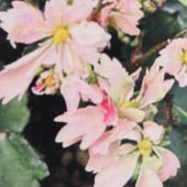 大文字草(ダイモンジソウ) 早乙女 【花苗 4.5号／1個売り】|花苗