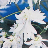 大文字草(ダイモンジソウ) 白波 【花苗 4.5号／1個売り】|花苗
