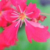 大文字草(ダイモンジソウ) 王冠 【花苗 4.5号／1個売り】|花苗