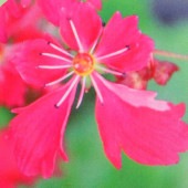 大文字草(ダイモンジソウ) 大冠 【花苗 4.5号／1個売り】|花苗