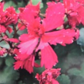 大文字草(ダイモンジソウ) 紅孔雀 【花苗 4.5号／1個売り】|花苗