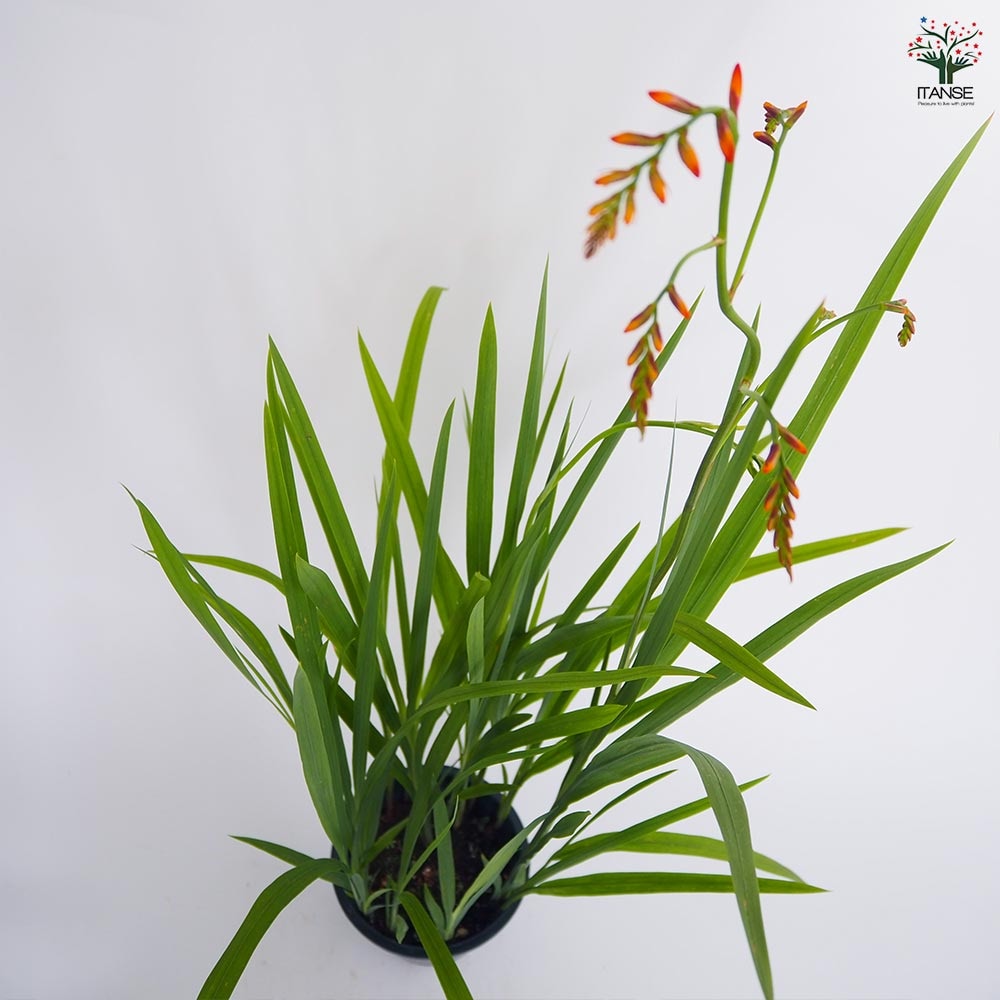 スズランヒオウギ(クロコスミア) 【花苗 5号／1個売り】｜ 【植物の