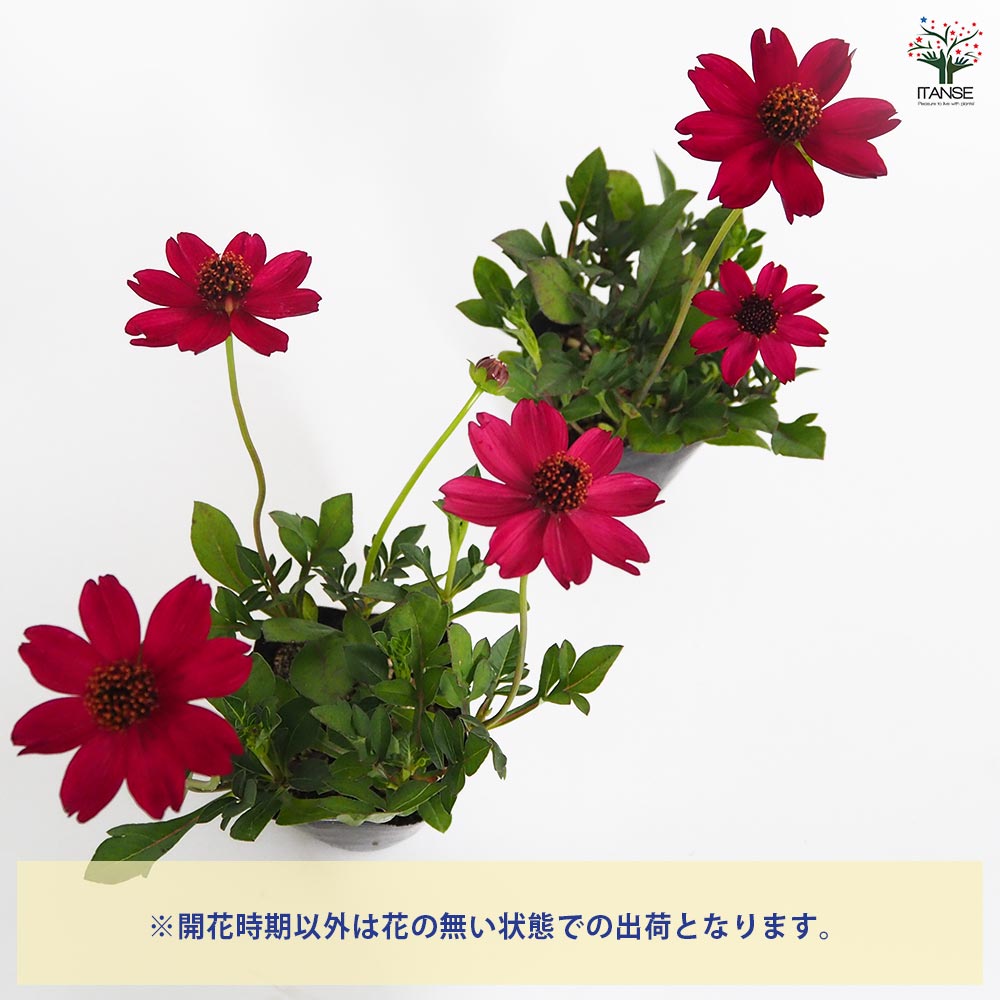 チョコレートコスモス チェリーチョコレート 【花苗 3.5号】｜ 【植物