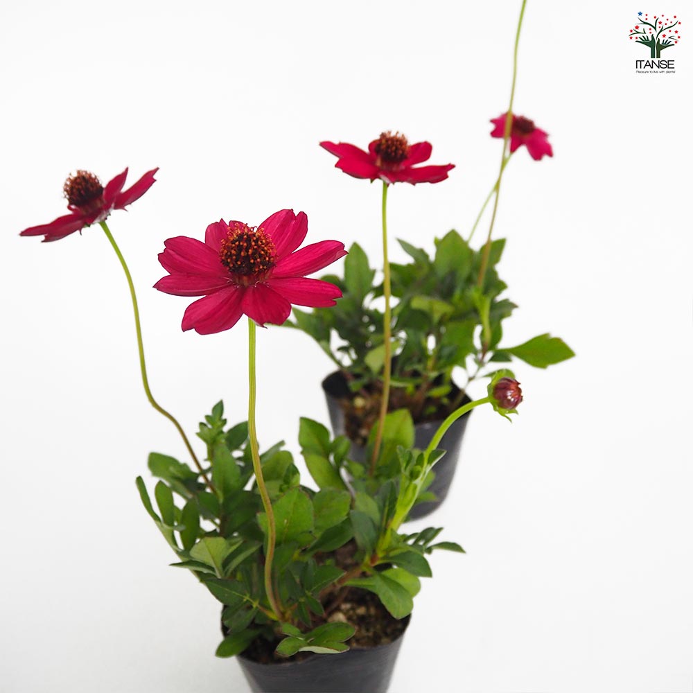 チョコレートコスモス チェリーチョコレート 【花苗 3.5号】｜ 【植物