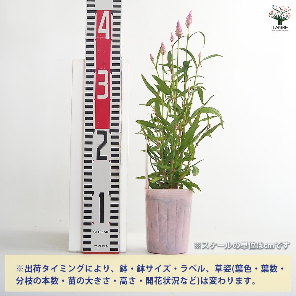 ケイトウ(セロシア) サマーラベンダーピンク 【花苗 3号】｜ 【植物の