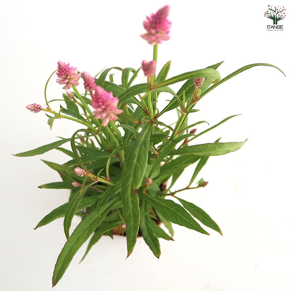 ケイトウ(セロシア) サマーラベンダーピンク 【花苗 3号】｜ 【植物の