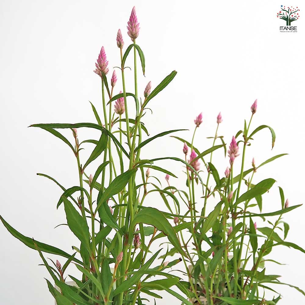 専用　ラズベリー鉢植え　ケイトウ　ラベンダー　クローバー　クレイフラワー 専用 ラズベリー鉢植え ケイトウ ラベンダー クローバー クレイ