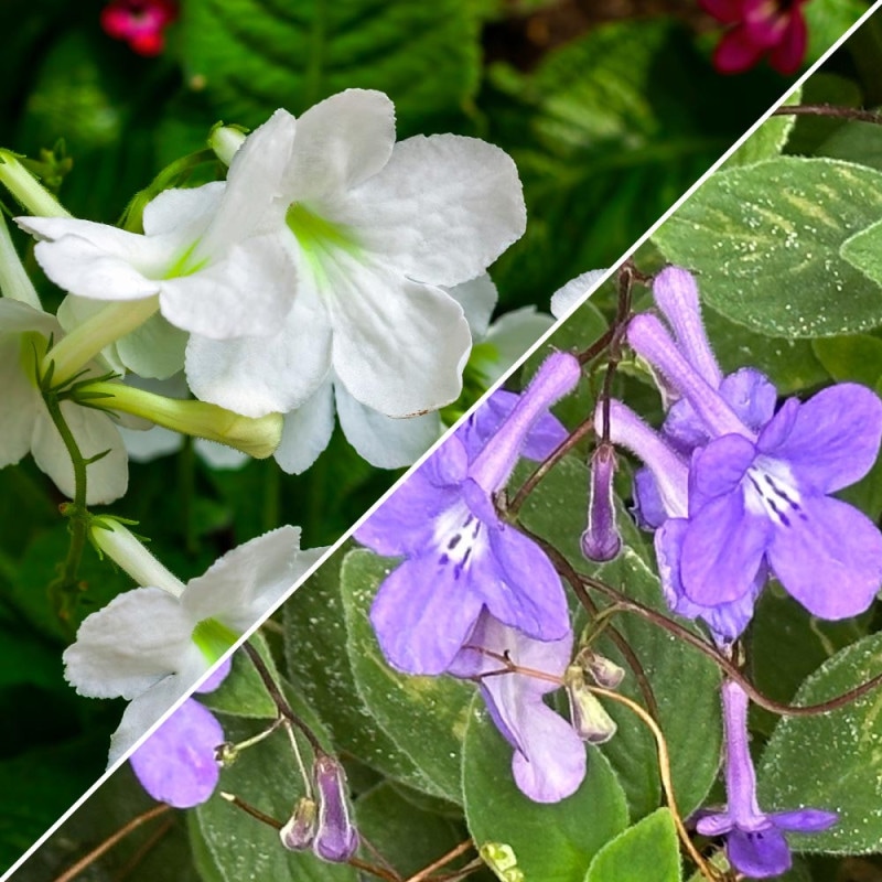観葉植物 ユッカ アロイフォリア 【観葉植物 5号／1個売り
